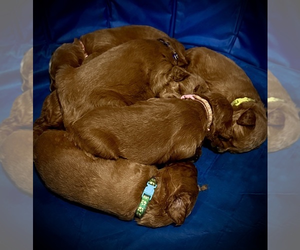 Medium Photo #9  Breeder Profile in LA GRANGE, KY, USA