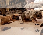 Small #25 Breeder Profile image