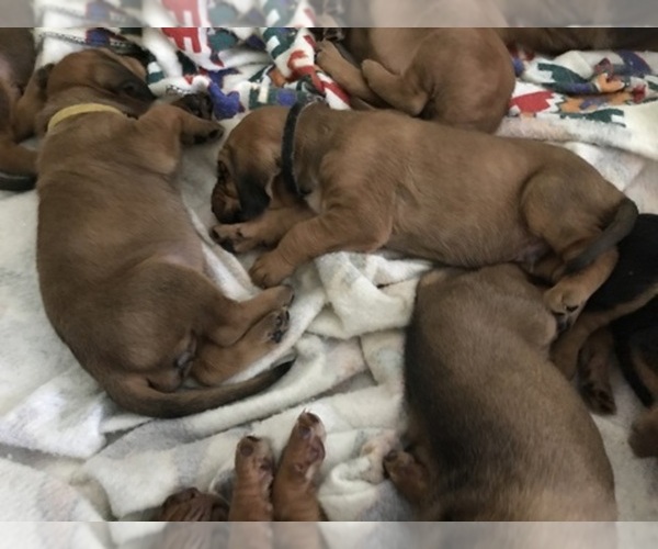 Medium Photo #1  Breeder Profile in BOAZ, AL, USA