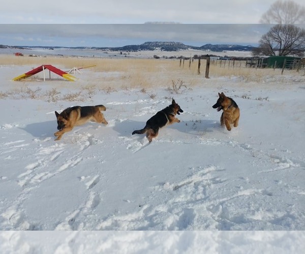 Medium Photo #1  Breeder Profile in ROSE, OK, USA
