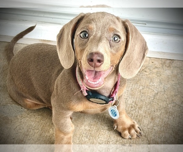 Medium Photo #2  Breeder Profile in ROCKWALL, TX, USA