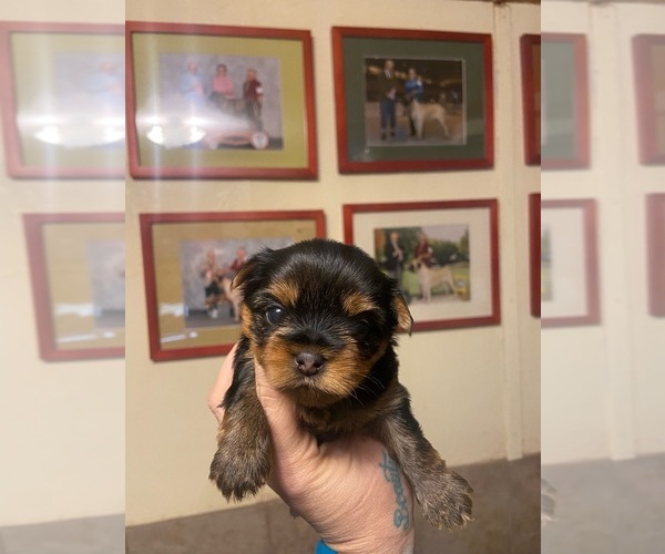 Medium Photo #1  Breeder Profile in VISALIA, CA, USA