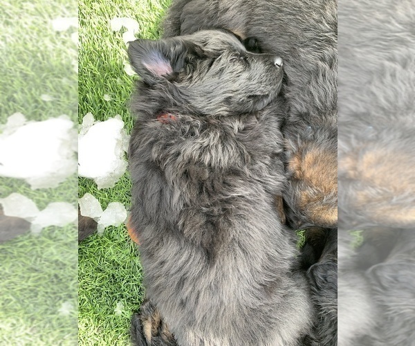 Medium Photo #96  Breeder Profile in PINON HILLS, CA, USA