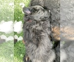 Small #95 Breeder Profile image