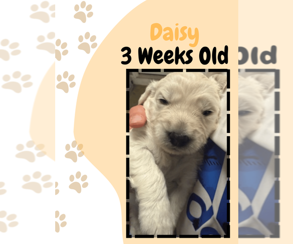 Medium Photo #27  Breeder Profile in ATHENS, TN, USA