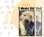 Small #26 Breeder Profile image