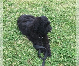 Black Russian Terrier Dog Breeder in THREE RIVERS,  USA
