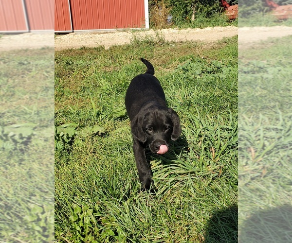 Medium Photo #1  Breeder Profile in NORTH FREEDOM, WI, USA