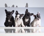 Small breeder photo