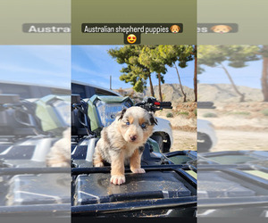 Medium Breeder Profile Photo