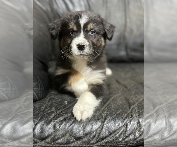 Medium Photo #11  Breeder Profile in BETHANY, CT, USA