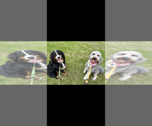 Bernedoodle Dog Breeder near BELMONT, NC, USA