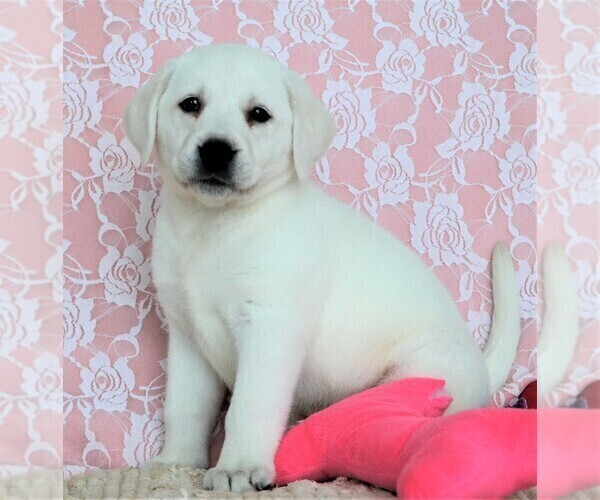Medium Photo #2  Breeder Profile in SYRACUSE, IN, USA