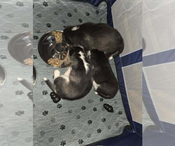 Medium Photo #7  Breeder Profile in ALTON, IL, USA