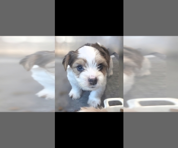 Medium Photo #2  Breeder Profile in MILWAUKIE, OR, USA