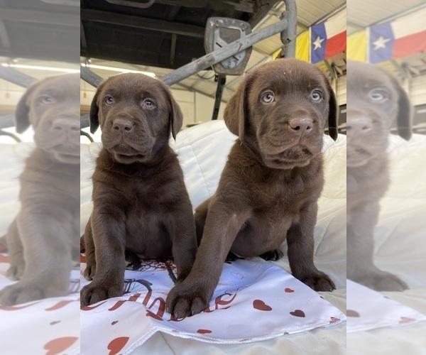 Medium Photo #1  Breeder Profile in DAYTON, TX, USA