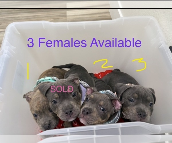 Medium Photo #4  Breeder Profile in PALM COAST, FL, USA