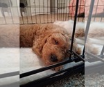 Small #71 Breeder Profile image
