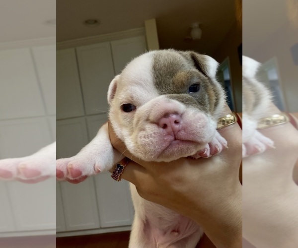 Medium Photo #5  Breeder Profile in PACE, FL, USA