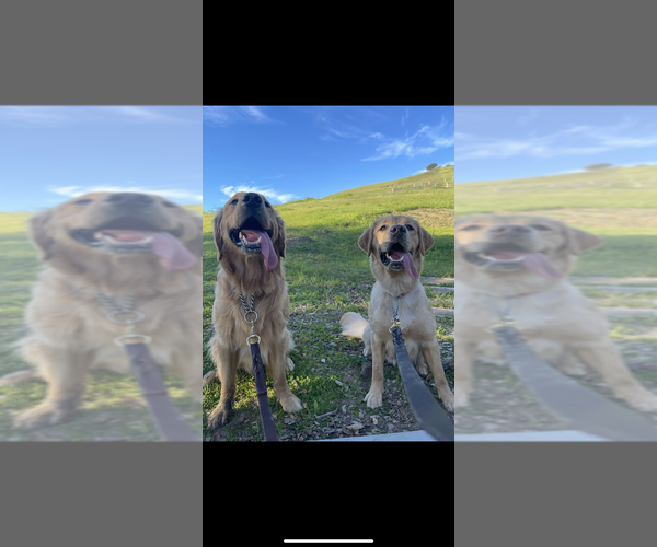 Medium Photo #2  Breeder Profile in NOVATO, CA, USA