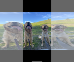 Small #1 Breeder Profile image