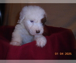 Small breeder photo