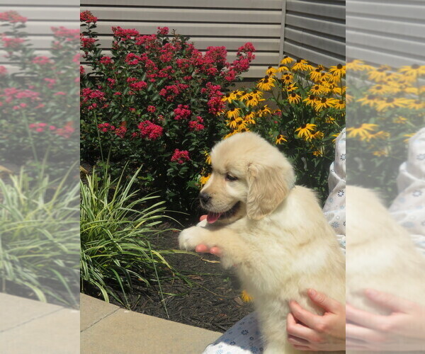 Medium Photo #23  Breeder Profile in MECHANICSVILLE, MD, USA