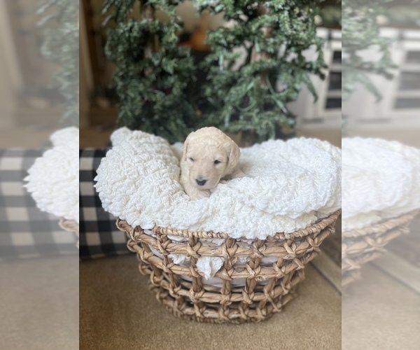 Medium Photo #1  Breeder Profile in WILMINGTON, OH, USA