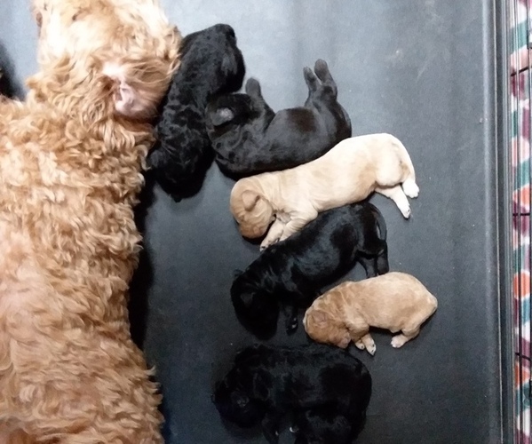 Medium Photo #1  Breeder Profile in EVENING SHADE, AR, USA