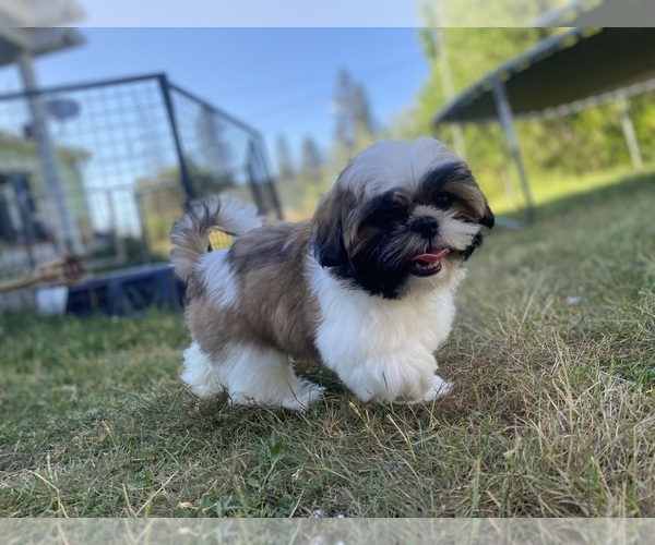 Medium Photo #1  Breeder Profile in VENETA, OR, USA