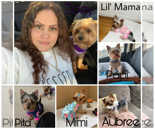 Medium Photo #1  Breeder Profile in N SYRACUSE, NY, USA