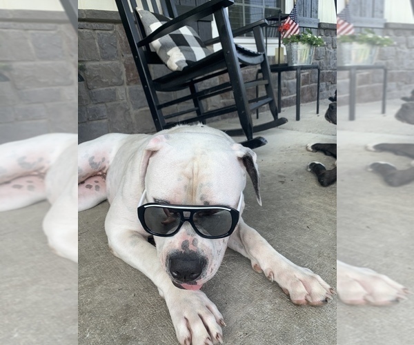 Medium Photo #57  Breeder Profile in COLUMBIA, KY, USA