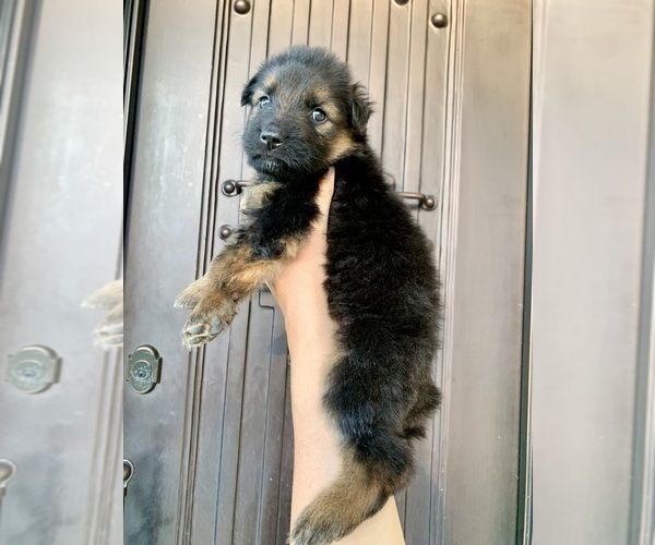 Medium Photo #195  Breeder Profile in PINON HILLS, CA, USA
