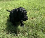 Small #7 Breeder Profile image