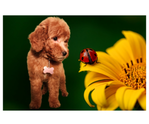 Goldendoodle (Miniature) Dog Breeder in PAWTUCKET,  USA