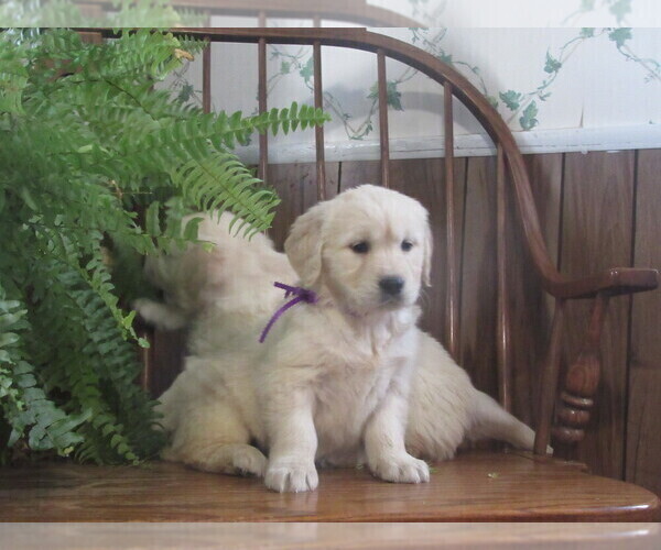 Medium Photo #5  Breeder Profile in COLUMBIANA, OH, USA