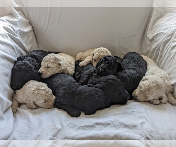 Medium Photo #1  Breeder Profile in LORETTO, MN, USA
