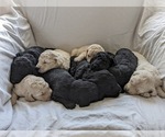 Small breeder photo