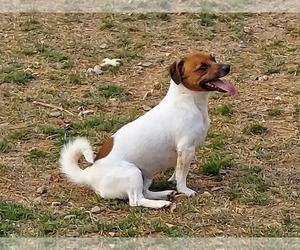Jack Russell Terrier Dog Breeder near STATESVILLE, NC, USA