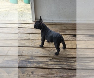 French Bulldog Dog Breeder near HARVEY, LA, USA