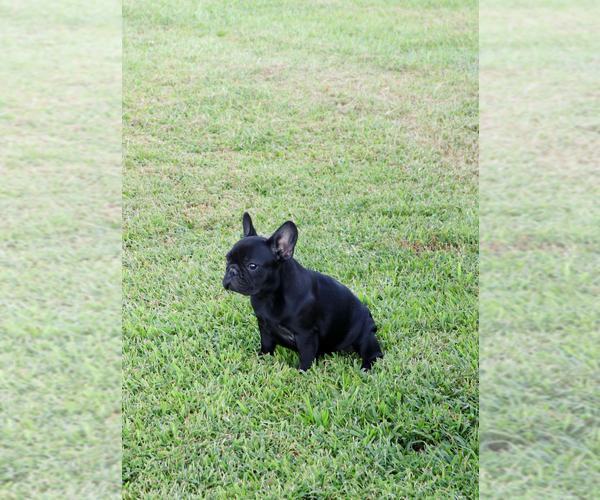 Medium Photo #35  Breeder Profile in LONGVIEW, TX, USA