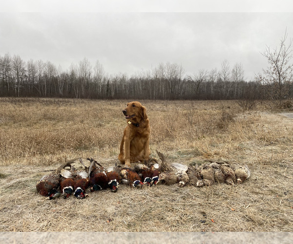 Medium Photo #1  Breeder Profile in BRAINERD, MN, USA