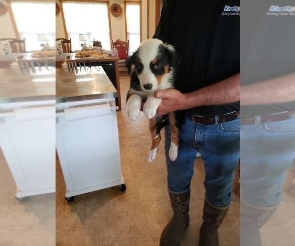 Medium Photo #1  Breeder Profile in SEYMOUR, MO, USA