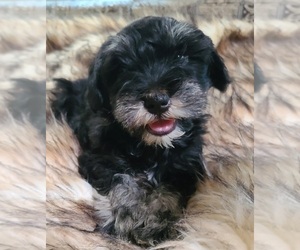 Schnauzer (Miniature) Dog Breeder near NORTH RICHLAND HILLS, TX, USA