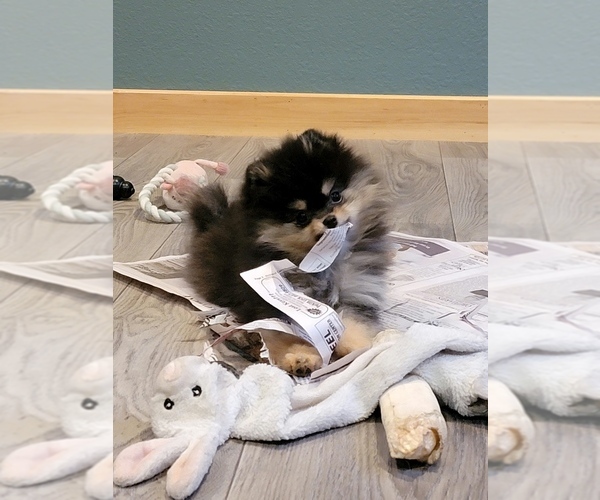 Medium Photo #6  Breeder Profile in LONE ROCK, WI, USA