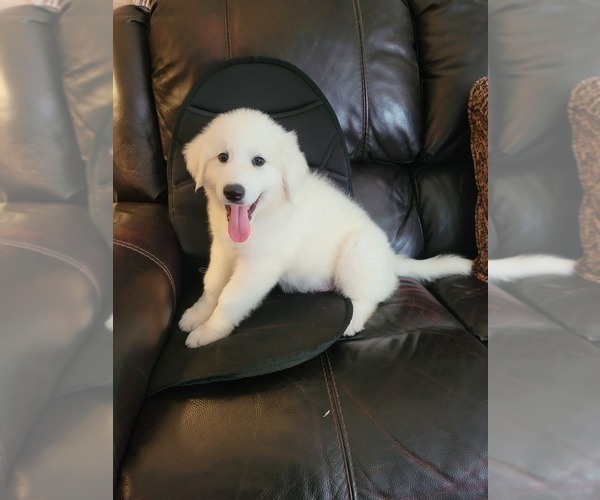 Medium Photo #4  Breeder Profile in SCOTTSVILLE, KY, USA