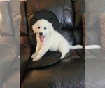 Small Photo #4  Breeder Profile in SCOTTSVILLE, KY, USA