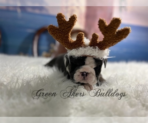 Medium Photo #4  Breeder Profile in OOLOGAH, OK, USA