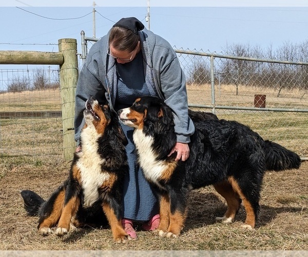 Medium Photo #3  Breeder Profile in CANON CITY, CO, USA