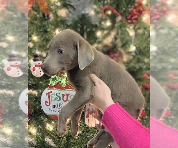 Medium Photo #1  Breeder Profile in ASHEBORO, NC, USA